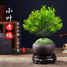 С�~����辰�Ϙ�ֲ���k���҃ȾGֲ�����̨���B��̴�����z�ľ