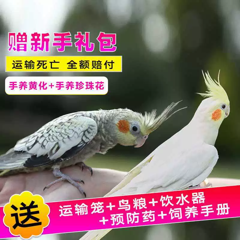 Попугай Xuanfeng для содержания и тренировок, обучение речи, домашний питомец, пара птиц может содержаться вместе