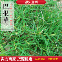 �͸���ţ��ݷN���F�����o�²������زݽO�����o�·N�ӷ�ˮ����ʧ