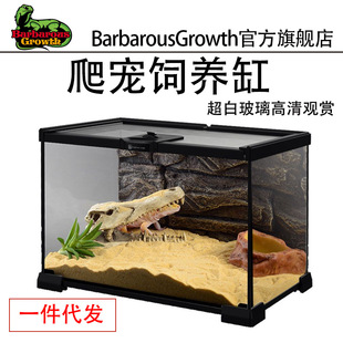 Tropical rainforest jar ecological feeding jar living room landscape decoration lizard turtle hermit crab climbing pet glass feeding box