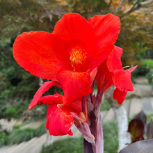 9.9Ԫ5�����˽����Kˮ���������������ֲ������ͥԺ�׻�N�򻨻�