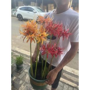 Large Bulbs of Amaryllis, Anemone, and Mandala Flower Seeds for Potted Plants