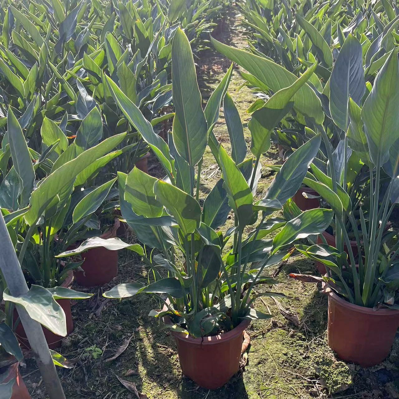 2401 Цветочный сад Оптовая поставка Helanwanglan Red Flowers Paradise Bird 60-80cm Высота вечнозеленых цветов