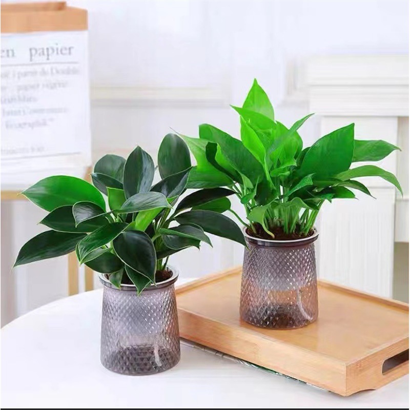 골든 다이아몬드 2개 세트 + 포토스 + 별 2개 세트 + 영양액