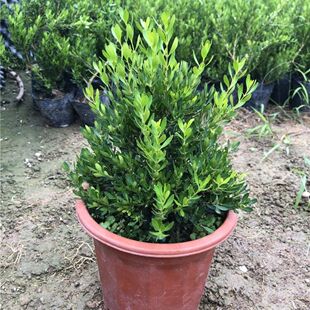 �V�|ȸ���S��䘶�҃�ͥԺ����С�~��Ƥ�����S���������С���辰