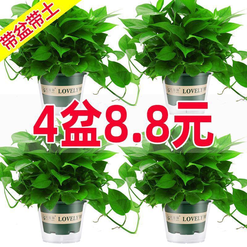 绿萝盆栽室内植物花卉家用新房吸除甲醛绿植水培长藤垂吊大叶绿箩