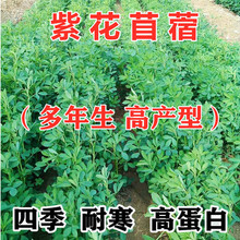 紫花苜蓿芽苗菜種子 紫花苜蓿芽苗菜種子批發 促銷價格 產地貨源 阿里巴巴