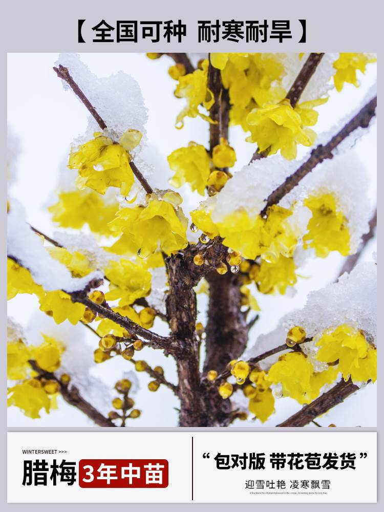 [연습용 추천] 윈터스윗 3년근 모종 + 특수비료 (개화기에는 꽃이 피고, 재발급되지 않음)