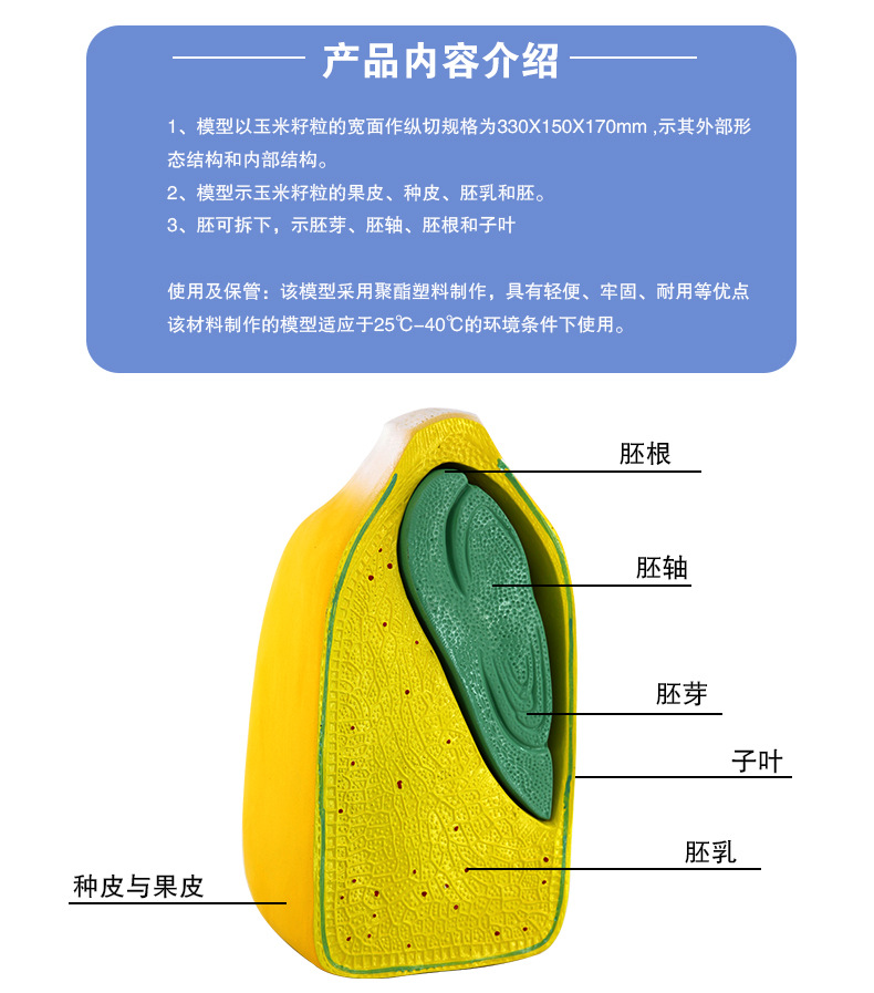 3227玉米籽粒模型_06.jpg