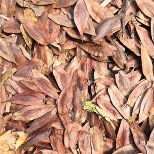 ���l�¶��ٷN���²ɶ��ٷN�� �z��Ƥ �ޘ�Ƥ �z��Ę�N��