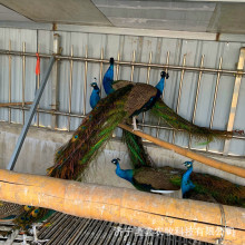 ��ȸ���w�^�p�����B�{�׿�ȸ��ɷ�ֳ�N��С��ȸ���B�����ȸ����