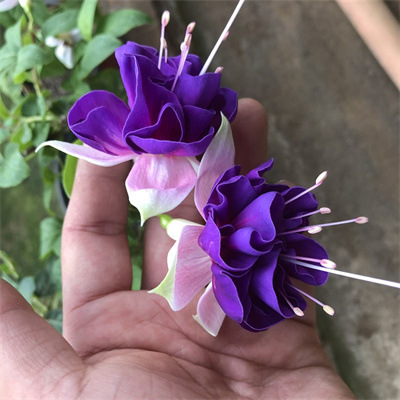 Los pétalos dobles cuelgan boca abajo, las plántulas de la campana dorada, las linternas, las plantas en macetas, las plantas verdes de interior, los balcones, las flores florecen en todas las estaciones, las flores continúan floreciendo