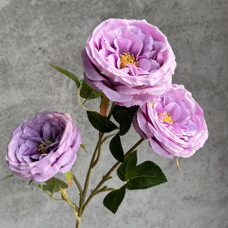 3송이 오스틴 장미 - 보라색