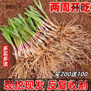 �����t�²˸���탲˸�1000�w����ʳ���̨�N��300�w�²˸����~��