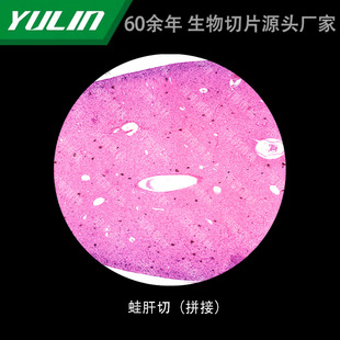 Frog Liver Cut College Medical School Use Tissue Disease Marble Wax Slide Specimen Microscope