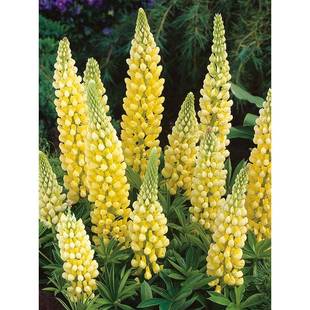 �Sɫ�������N�����ļ��ײ��NͥԺ���ܷN�����ȶ��׻���_������