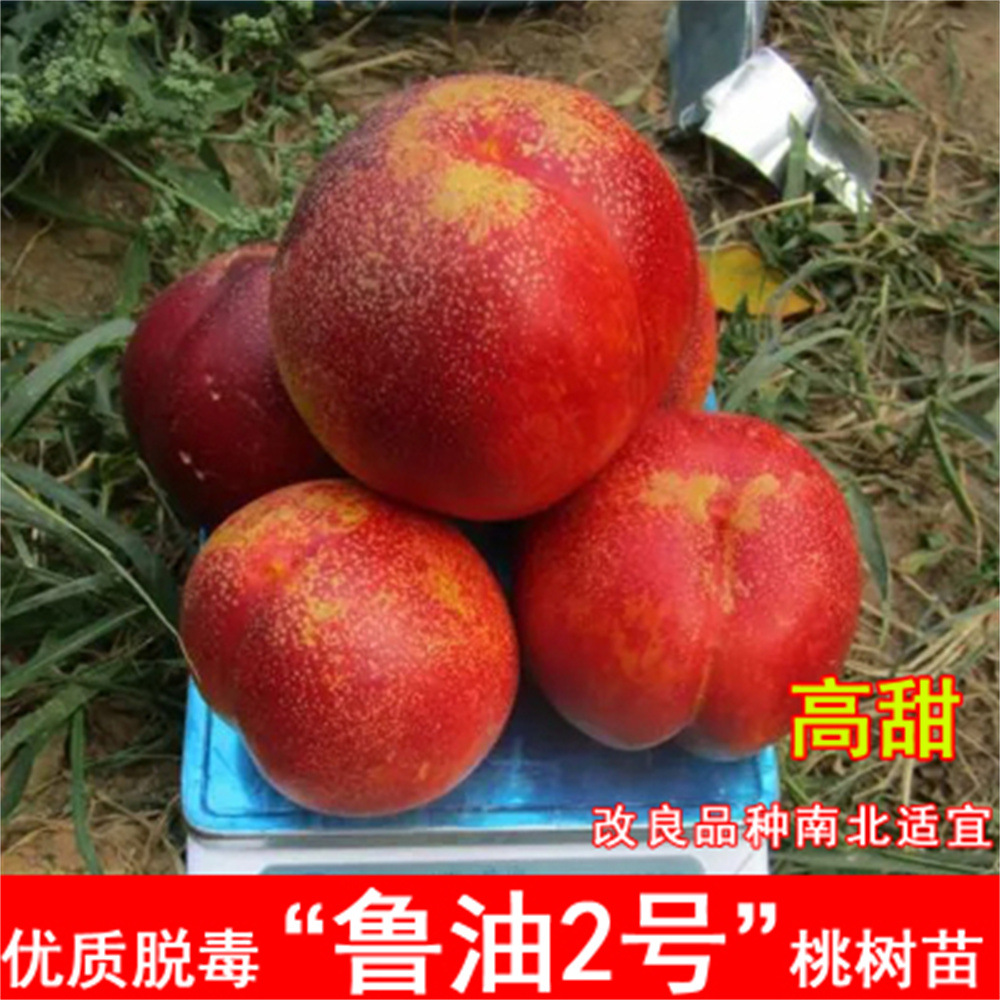 鲁油巨型冬桃树苖血桃早熟水蜜桃苗特大果苗南方北方种植当年结果