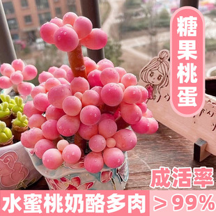 New Product Special Price Cute Succulent Peach Cheese Succulent Rice Dumplings Imported from Korea Plant Heat Resistant