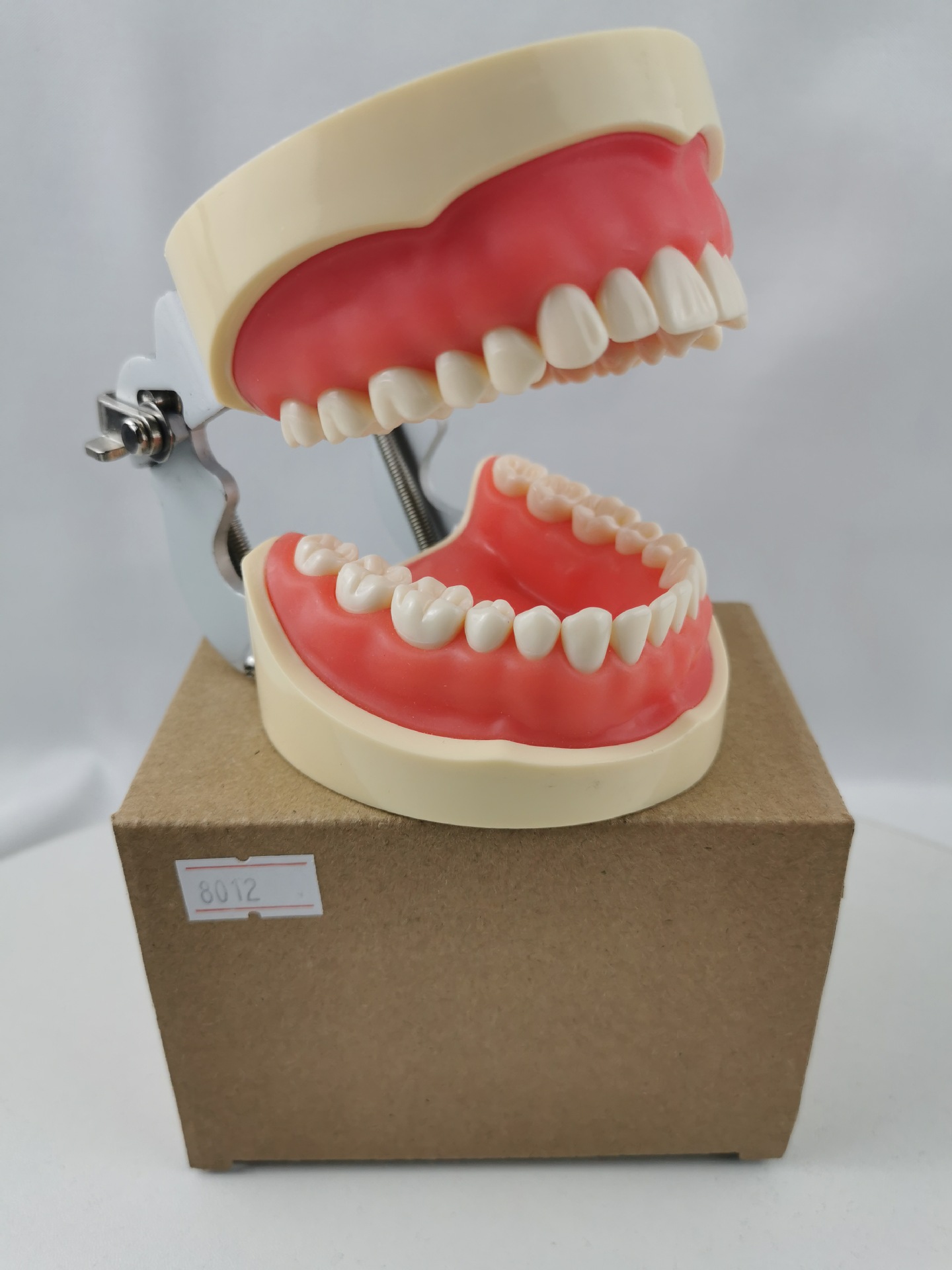 M8012 standard Tooth Model 32 Gums teaching Model Tooth Can not Disassemble