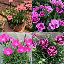 ͥԺ�G����ֲ���ͺ��W�ر��ʺ�ʯ��ƺ�绨���_��ʯ�����