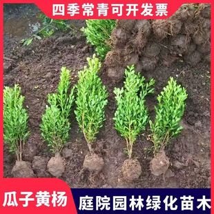Small-Leaf Boxwood Seedlings, Melon Seeds, Boxwood, Evergreen House Ground Planting, Courtyard Flower Bed, Cold-Resistant Greening Plant Fence Seedlings
