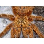 网红高端宠物  橙巴布 蜘蛛活体宠物 凶猛蜘蛛 c8橙色观赏