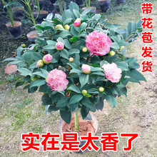 【香妃茶花】树盆栽浓香型烈香山茶花树树苗绿植四季开花带花苞