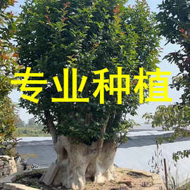 河南紫薇桩景 上海赔偿紫薇桩头 安徽占地紫薇桩价格 百日红基地