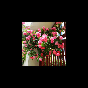 �Nޱ �ձ��o���Nޱ�N�� �Nޱ���� �໨�Nޱ�N�Ӽt��õ�S��õ�N��