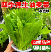 油麦菜籽种子大全油麦菜种四季盆栽春秋冬季蔬菜种籽农家孔雀菜种