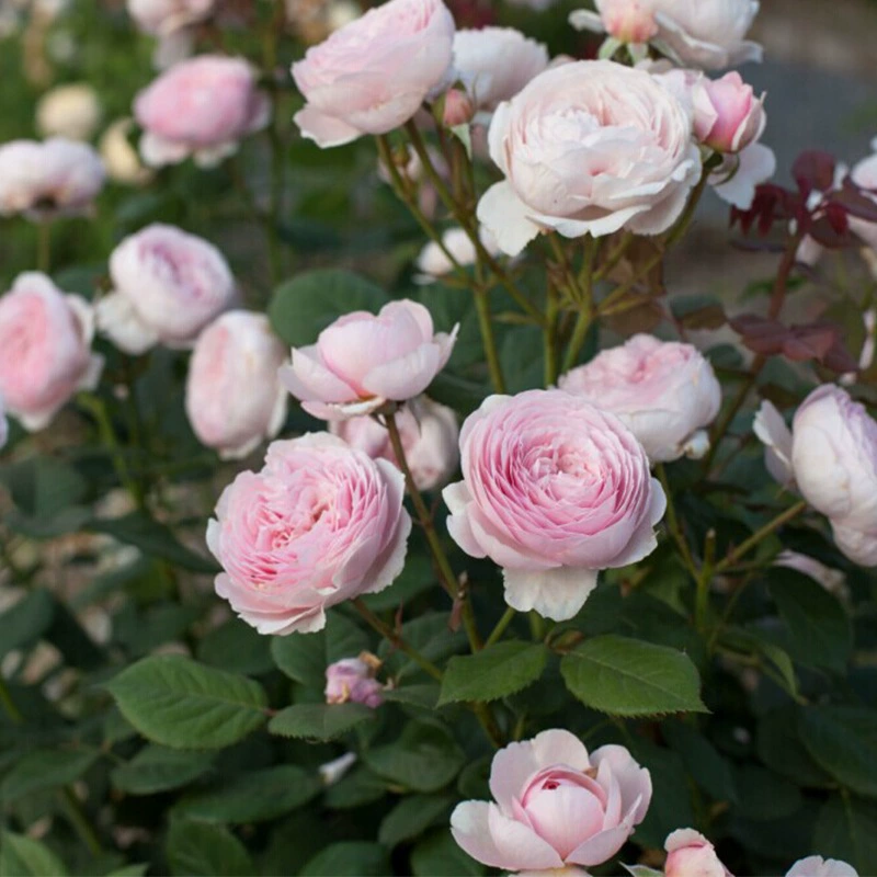 Дропшиппинг Джейф Хамилтон Остин ароматные многовременные зеленые растения в горшках для лазания во дворе и на открытом воздухе