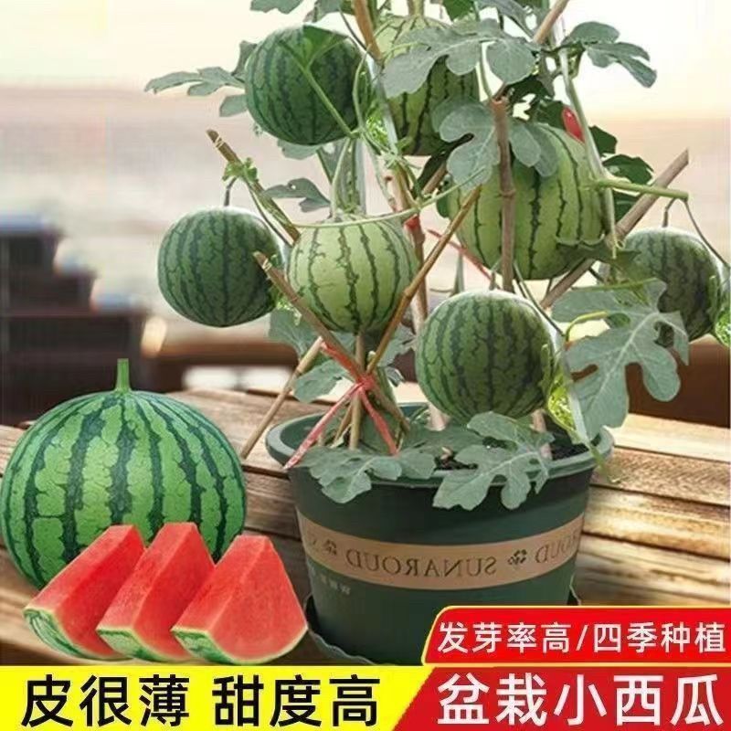 Four Seasons Kirin Honey Pot Red Jade Thin-Skinned Small Watermelon Seeds Spring Planting Balcony Courtyard Potted Fruit Seeds