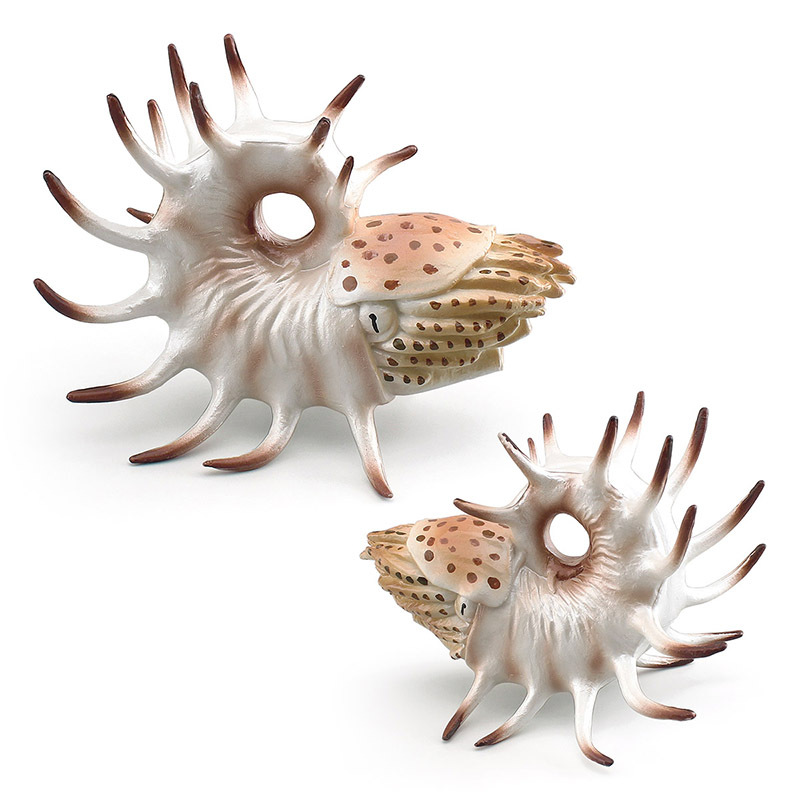 Los niños de simulación cognitiva Vida Marina Nautilus modelo juguete arena Mesa decoración escritorio estática decoración Amazon