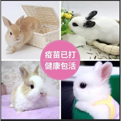 Bunny living thing Dwarf Red Cat princess panda Dodge Rabbit small-scale Pets rabbit