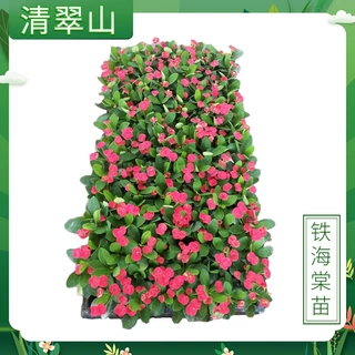 虎刺梅铁海棠种苗 室内好养四季开花植物 美观客厅绿植