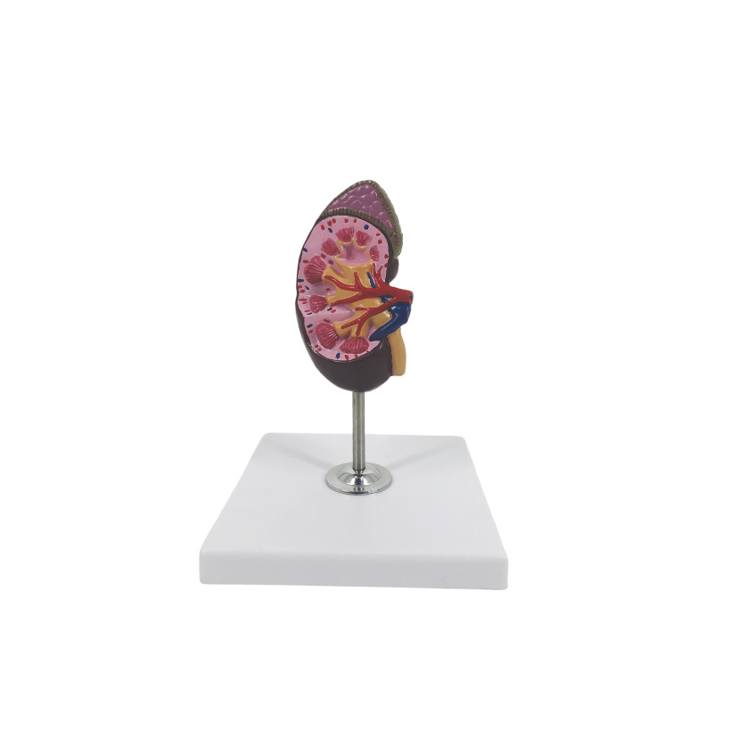 U022C renal anatomy attached adrenal model