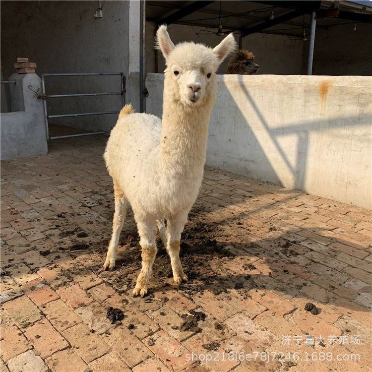 Живая Альпака Прокат Домашних Животных Альпака живописное место, чтобы посмотреть, сколько стоит переработанная Альпака ребенок
