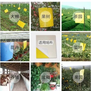 J8 Yellow and Blue Double-Sided Greenhouse Pest Orchard Tea Garden Sticky Insect Board Garden Thrips Trap Two-Color G3