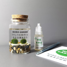 �R��Ī������marimo���Bƿˮ��ֲ�� С������̦�\��΢���^DIYˮ��