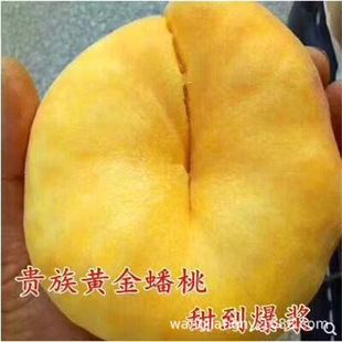 ��Ʒ�S�������ë�ҹ����������Լ޽Ӯ���Y���Ҙ����S�������