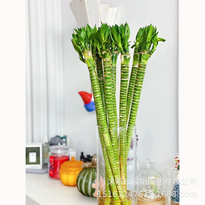 Бамбук Вэнчан с корнями, бамбук лотоса Гуаньинь, бамбук удачи, гидропонное растение бонсай, комнатный Гуаньинь, 4 штуки для чтения.