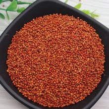 中药材 楮实子 楮实米 楮桃子 褚实子 彀木子 纱纸树 构树子 壳树