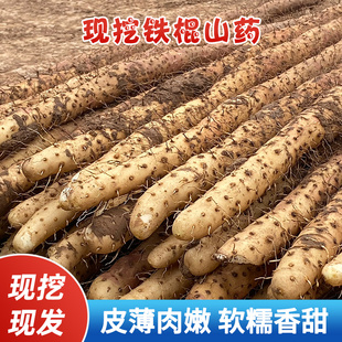 Farmhouse Vegetables Small White Mouth Iron Stick Yam Powder Glutinous Henan Jiaozuo Wenxian Loess Soil Huaihui Yam Fresh