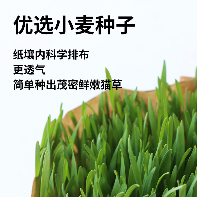 Nuevo producto pasto para gatos perezoso, trigo, cultivo sin suelo, bolsa de pasto para gatos, cabello para ayudar a la digestión, bocadillos para gatos, pasto para gatos al por mayor