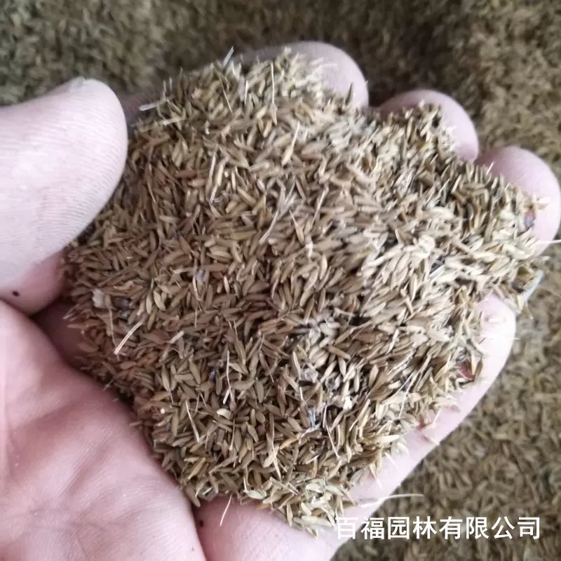 产地批发蒲公英种子种籽庭院公园花海地被花种