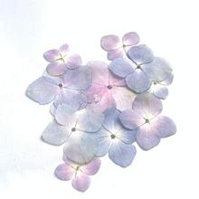 压花绣球花真花手工diy材料包制作无尽夏干花尼泊尔手帐蓝粉花
