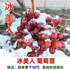 Gylogen Grand Big Jifeng Grape Seedlings Climbing Vine Sunshine Rose Cold Resistant Hymphoic Herbal Planting Fruits and Fruit Seedlings