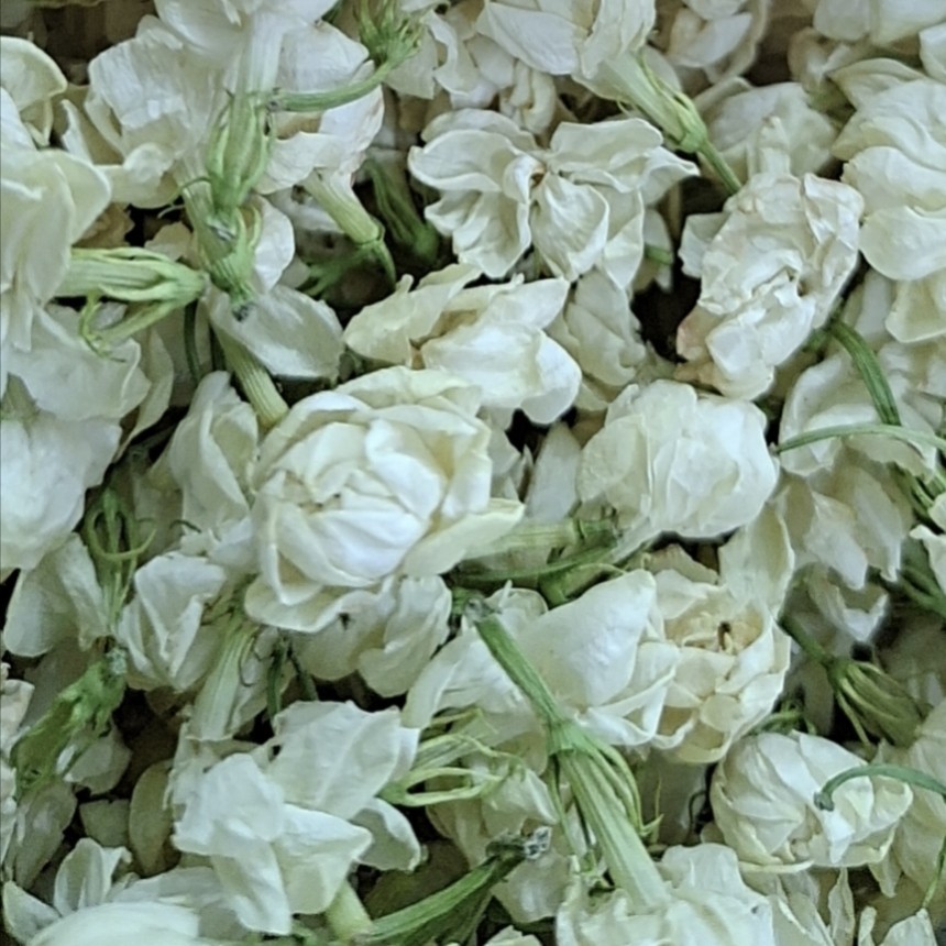 广西南宁横州市茉莉花之都，全开茉莉花干新花干