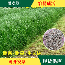 厂家批发冬天牧草冬牧70黑麦草草籽四倍体黑麦种子耐寒牧草种子优