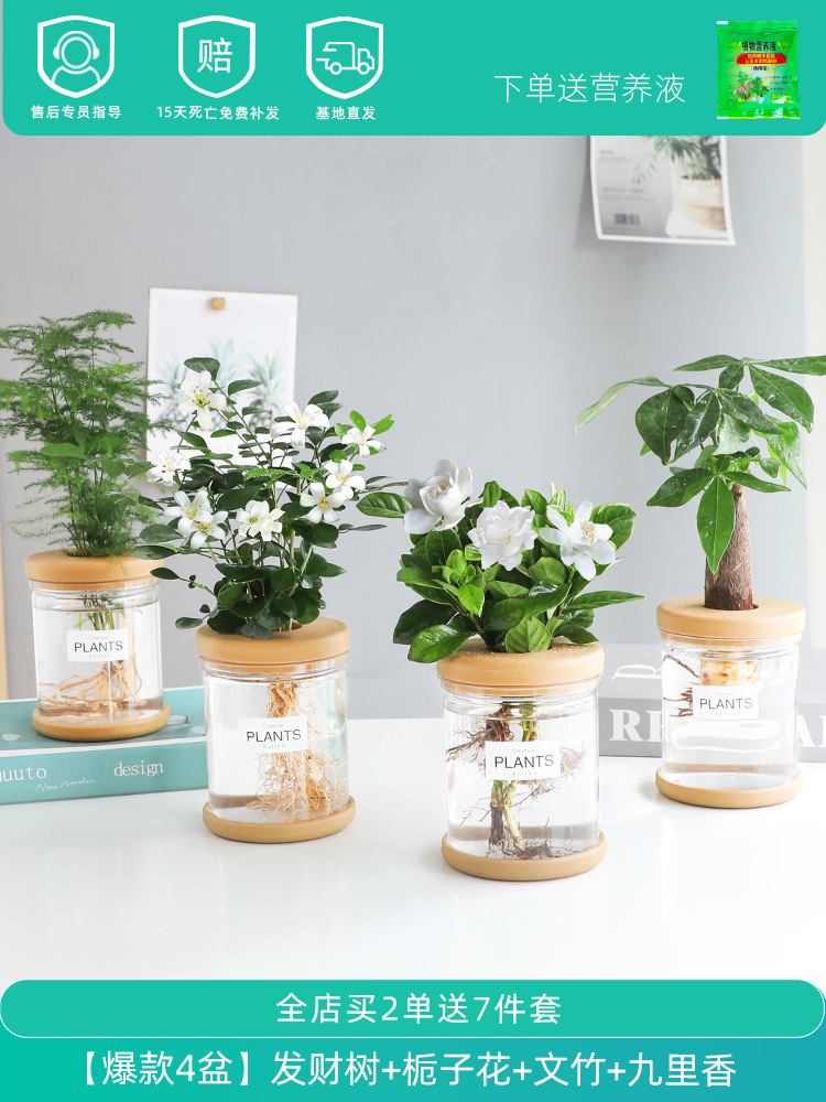 [핫셀러 화분 4개] 머니트리 + 아스파라거스 + 포토스 + 프놈펜 타이거 난초 (무료 영양액)